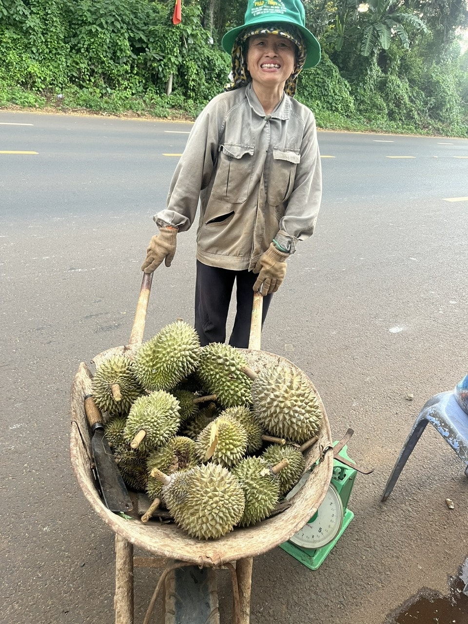 Nông dân thu sầu riêng giống cũ. Nông dân thu sầu riêng giống cũ.