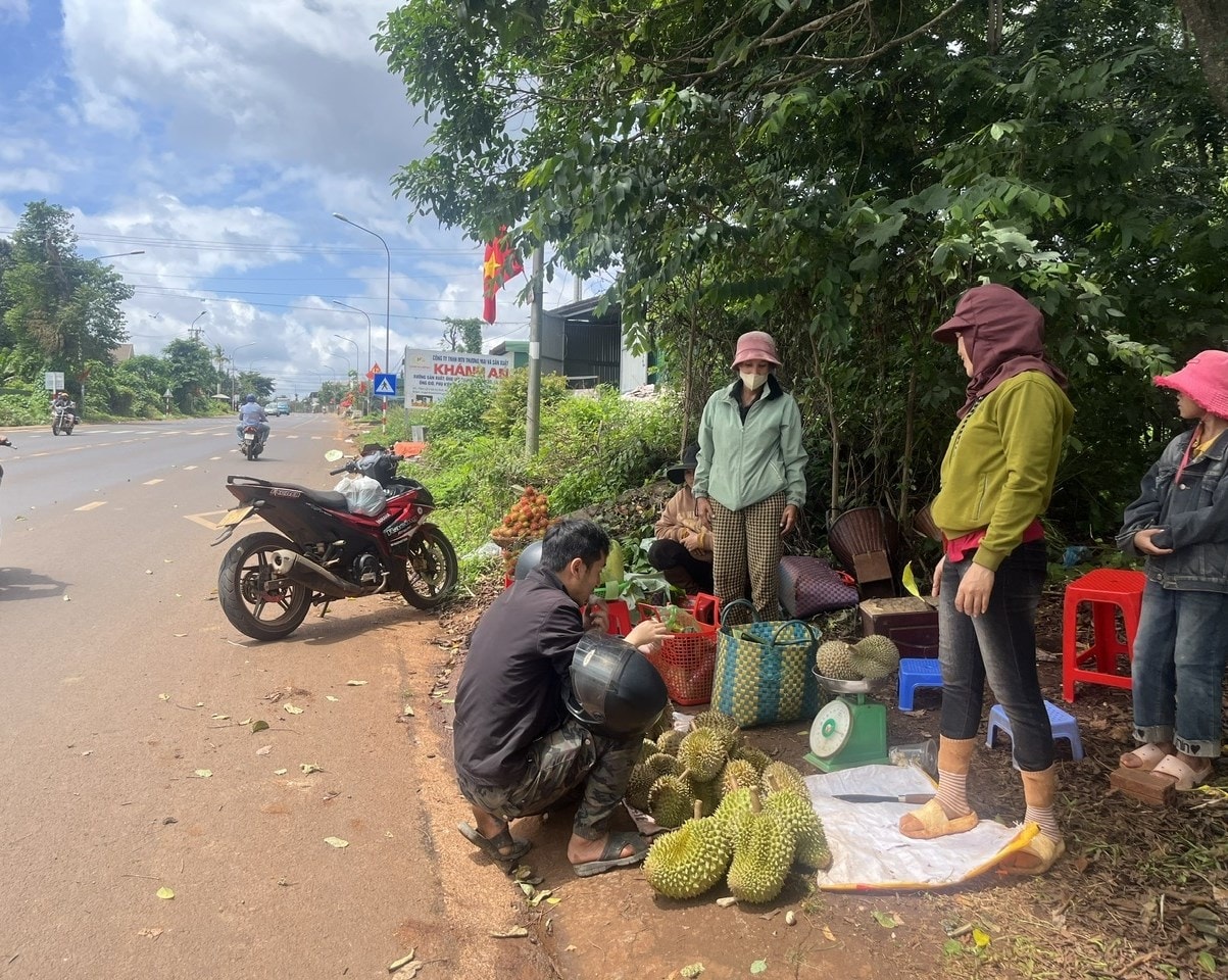 Sầu riêng bày bán khắp nơi trên địa bàn tỉnh Đắk Lắk, hương thơm khó cưỡng. Sầu riêng bày bán khắp nơi trên địa bàn tỉnh Đắk Lắk, hương thơm khó cưỡng.
