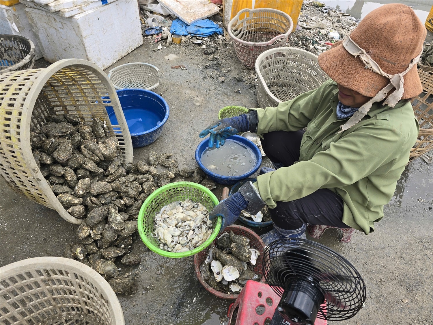 Hàu nhập lậu từ Trung Quốc màu vàng đẹp, bắt mắt và ruột béo hơn hàu Vân Đồn (Ảnh: Mỹ Dung)
