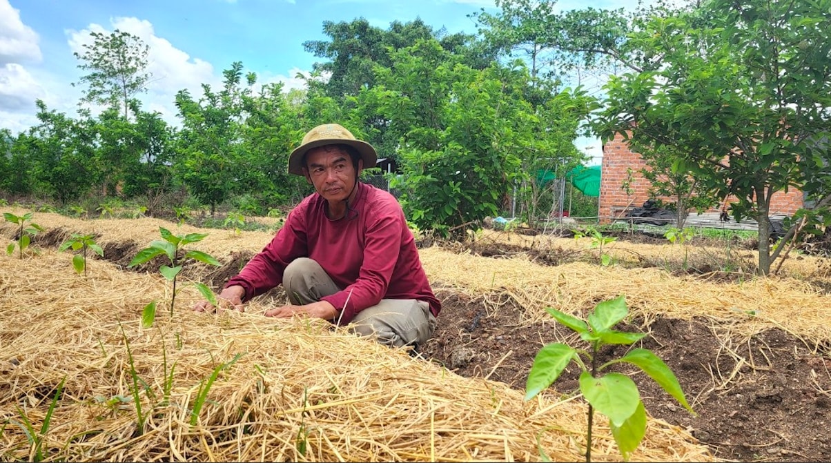 Anh Ma Văn Hoà đang chăm sóc những luống ớt sừng vừa mới trồng
