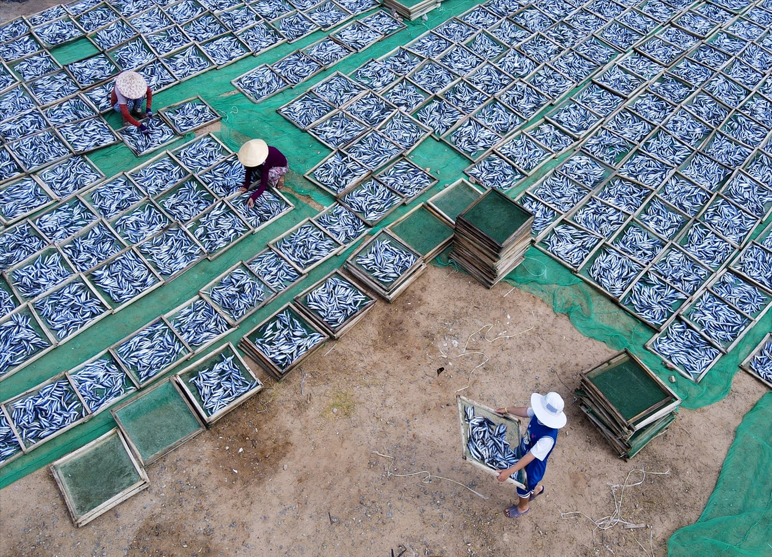  Sau mỗi chuyến ra khơi, cá lại được tập kết tại sân phơi.