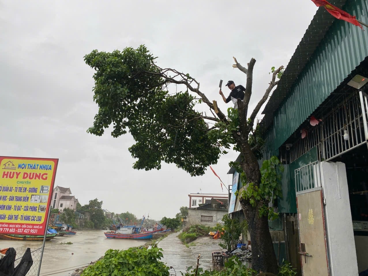 Người dân miệt biển xã Diễn Châu chặt tỉa cây xanh trước khi bão vào - Ảnh: Thanh Hải