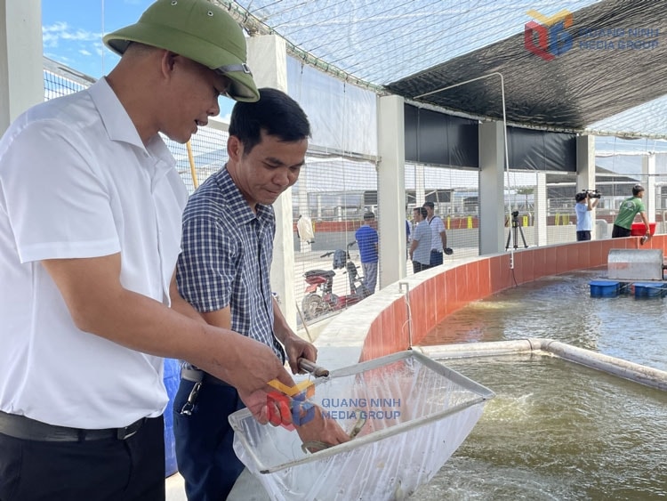 HTX nuôi tôm công nghệ cao Cẩm Phả, tỉnh Quảng Ninh hiện đang áp dụng các công nghệ mới vào sản xuất, giúp giảm thiểu nguy cơ rủi ro về dịch bệnh (Ảnh: Minh Yến)