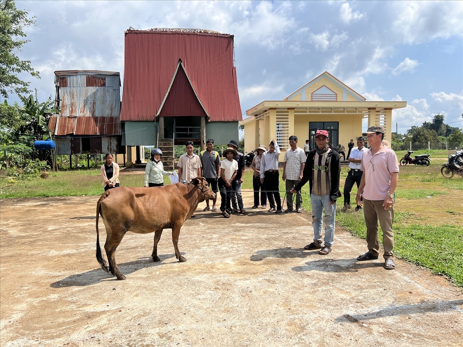 Tỉnh Gia Lai trao bò sinh sản cho các hộ nghèo, cận nghèo đồng bào DTTS  từ nguồn vốn của Chương trình MTQG 1719
