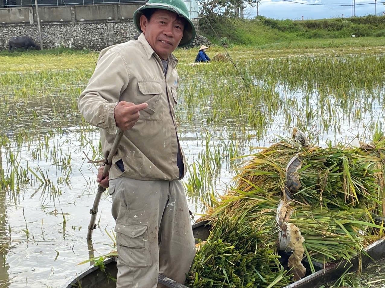 Lão nông Nguyễn Văn Dự ở xã Hợp Minh, chán nản: Cả 5 sào lúa ngập trong nước hết.  Vụ này mất to - Ảnh: Thanh Hải