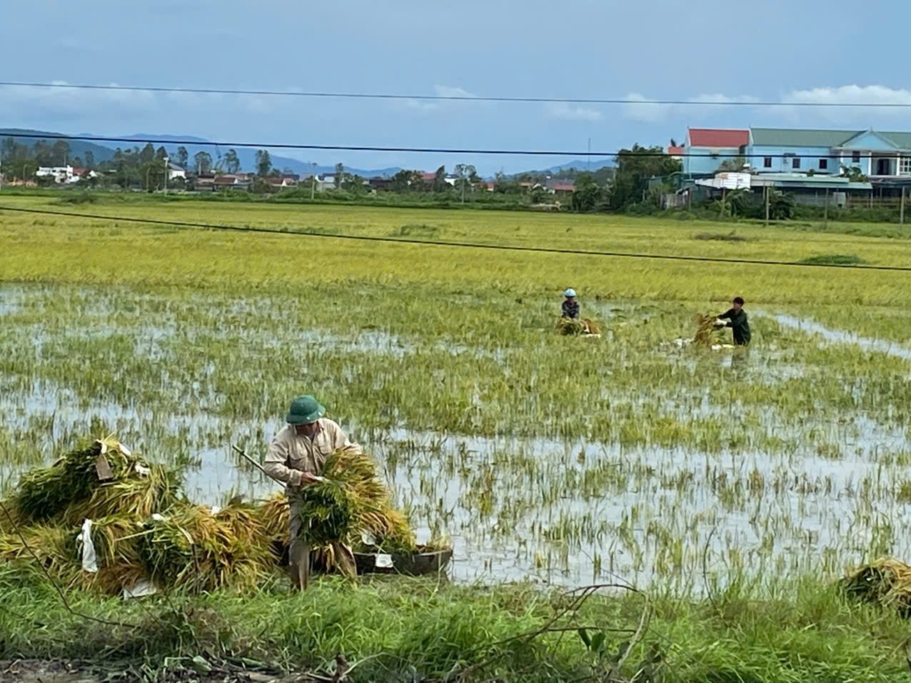 Những bó lúa ướt sũng được vận chuyển lên bờ - Ảnh: Thanh Hải