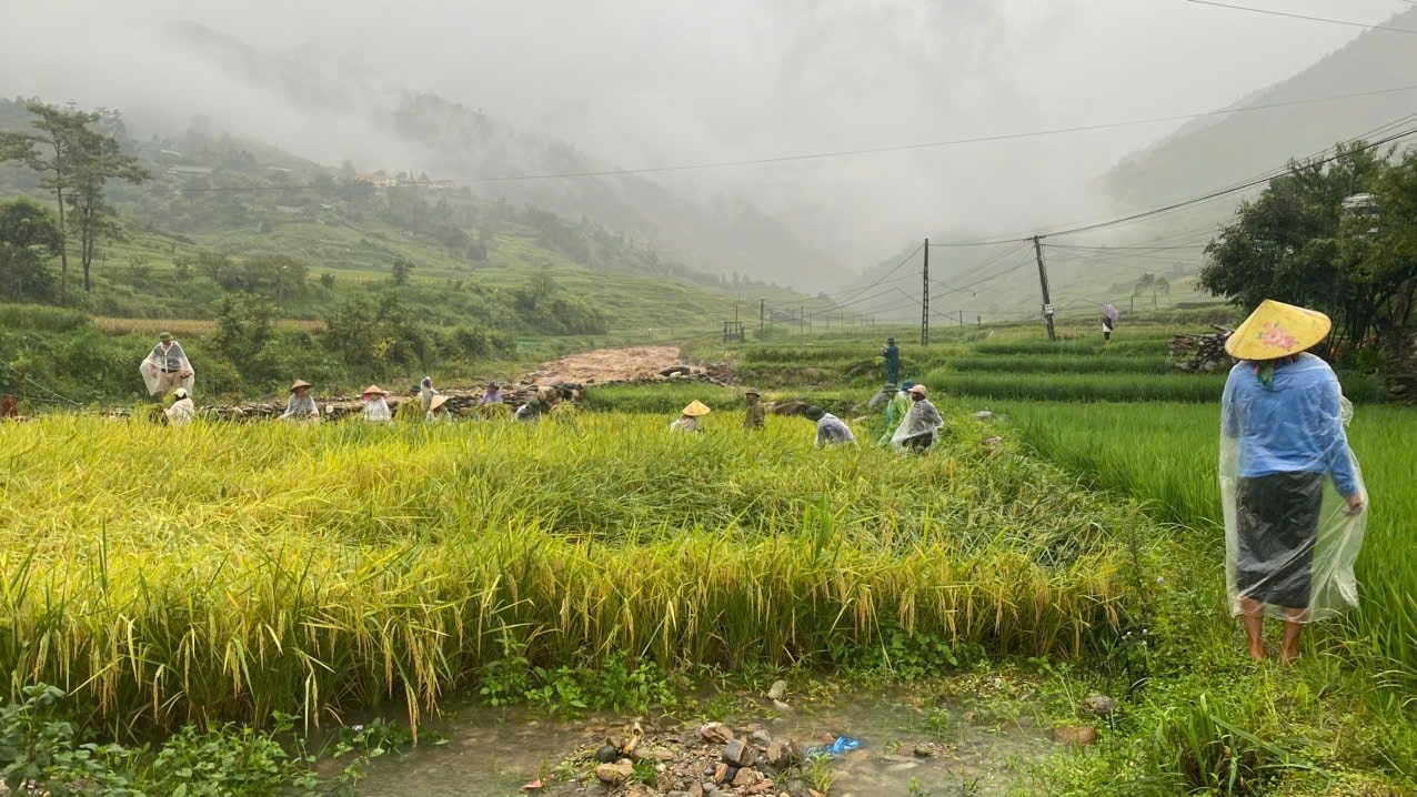 Nông dân đội mưa trang thủ gặt lúa đề phòng bị ngập ứng, gãy đổ. (Ảnh Trọng Bảo) Nông dân đội mưa trang thủ gặt lúa đề phòng bị ngập ứng, gãy đổ. (Ảnh Trọng Bảo)