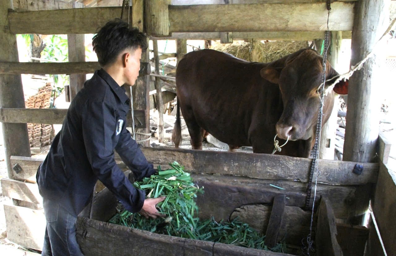 Dự án bò đực vỗ béo phát huy hiệu quả tích cực ở xã Cư Pui (ảnh Lê Hường)