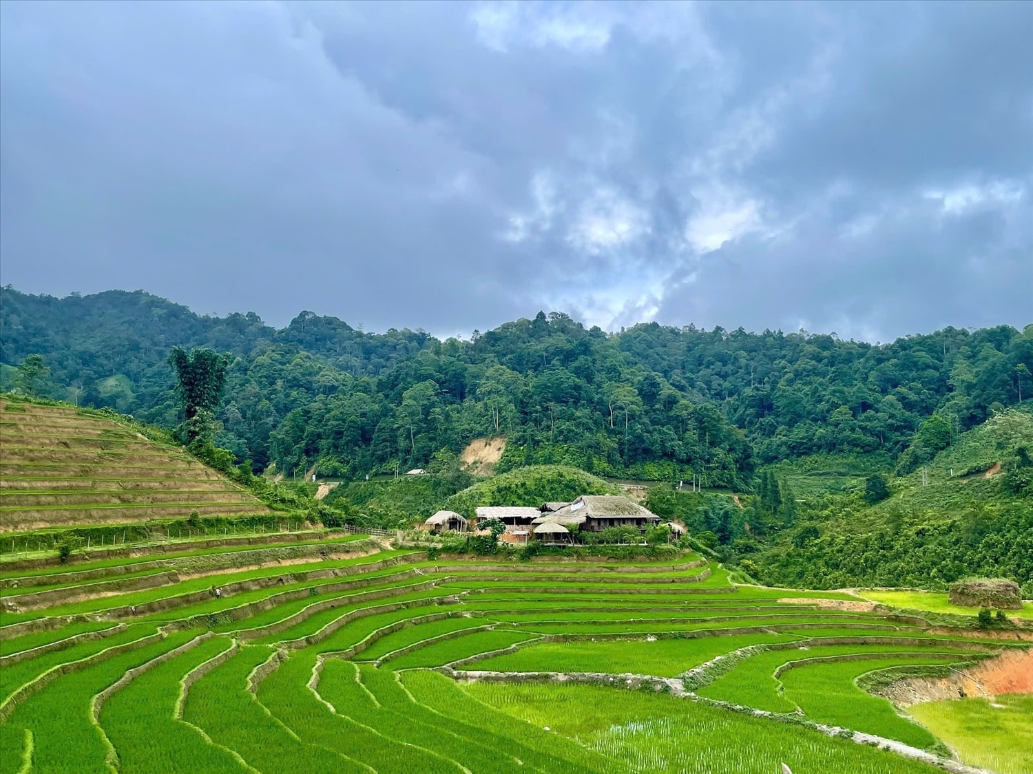 Homestay người Tày nép mình bên những thửa ruộng bậc thang xanh mướt - bức tranh thiên nhiên và văn hóa hòa quyện.