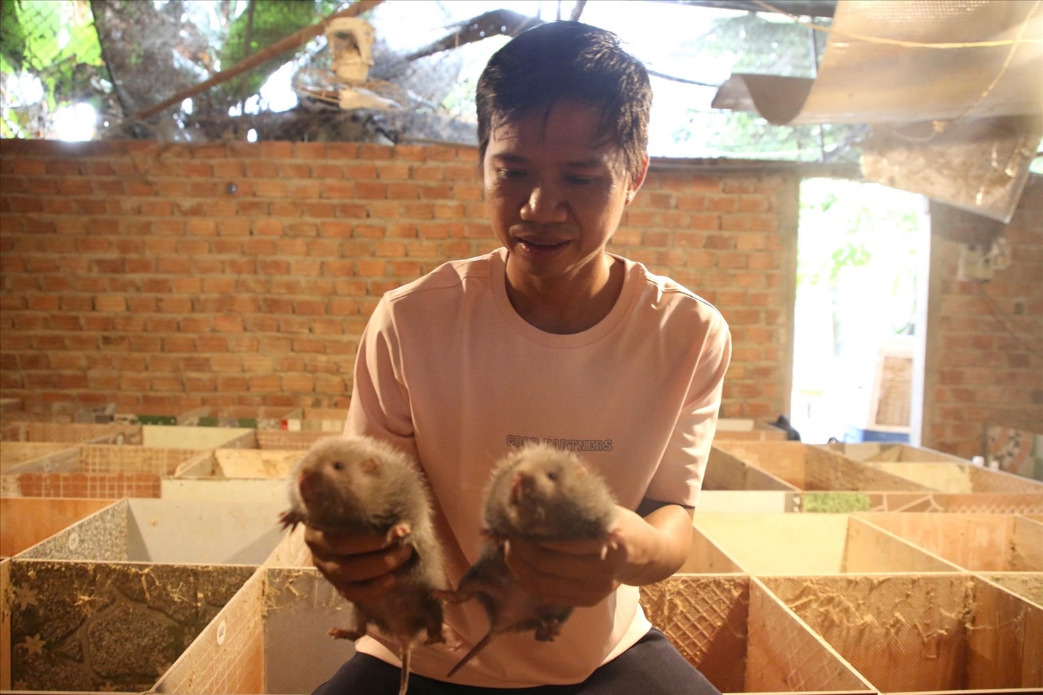 Sau nhiều năm bôn ba, anh Bùi Thanh Lương bén duyên và thành công với việc nuôi dúi. (Ảnh Huy Trường).
