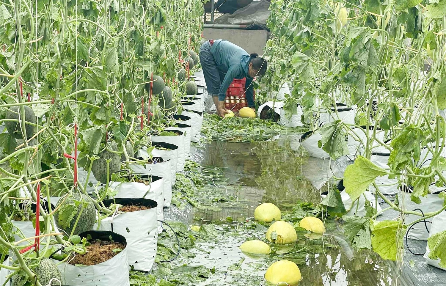 Vườn dưa lưới xã Đại Huệ bị bão đánh tả tơi - Ảnh: Thanh Phúc