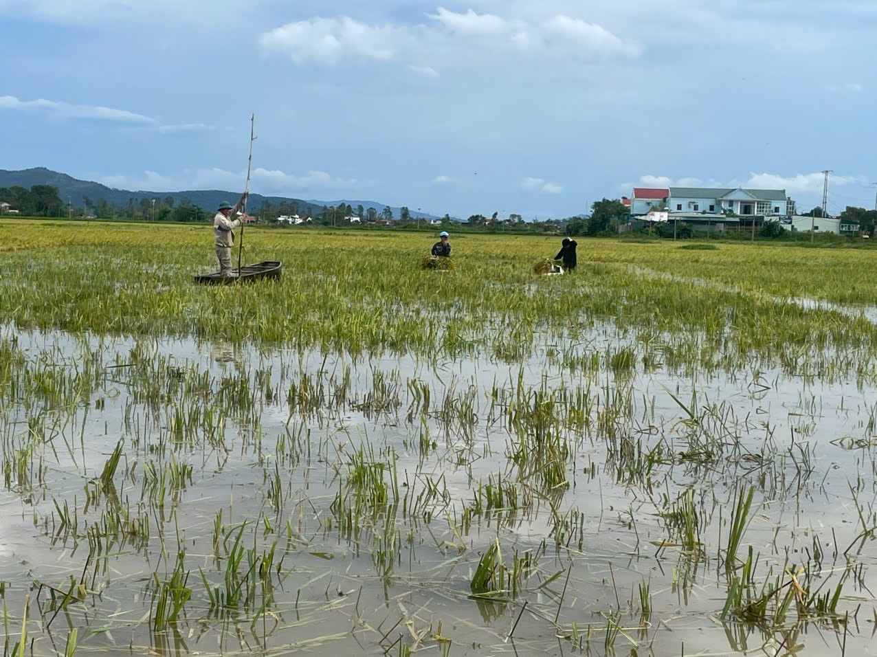 Bão số 5 gây thiệt hại trên 81.500ha lúa, 4.500ha hoa màu (Ảnh TL)