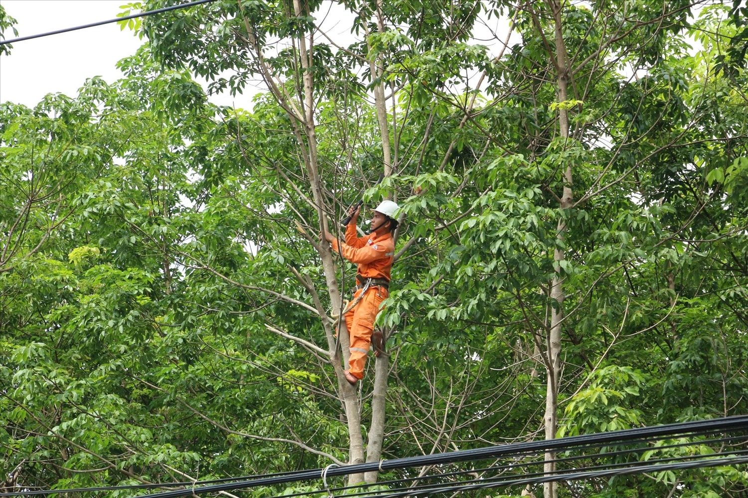 Nhân viên Công ty Điện lực Quảng Ngãi phát quang hành lang tuyến nhằm đảm bảo an toàn lưới điện. (Ảnh: Ngọc Chí)