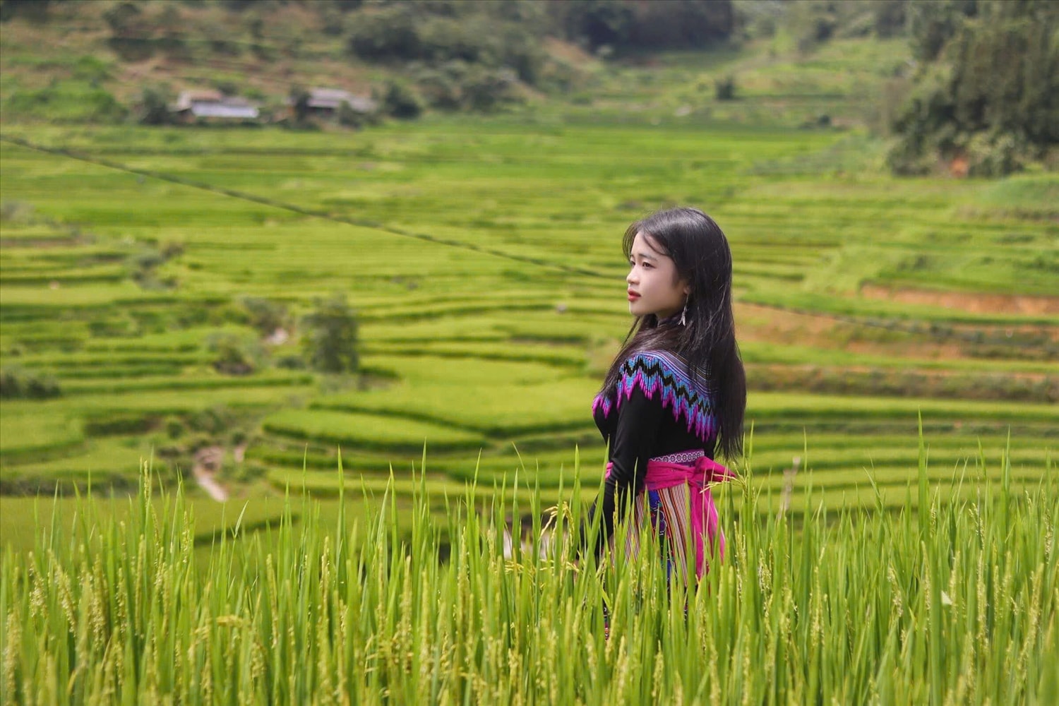 Thiếu nữ Mông duyên dáng khoe sắc bên những bông lúa trĩu hạt. Nét hồn nhiên, trong trẻo của họ làm bừng sáng cả không gian