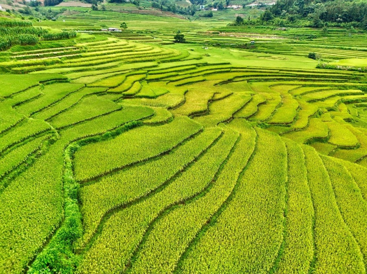 Những thửa ruộng bậc thang bắt đầu ngả dần sang màu vàng