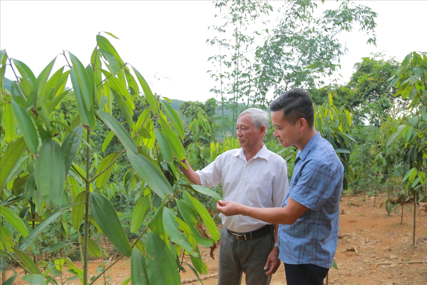 Ông Hà Thanh Minh (mặc áo trắng) - Người có uy tín xã Lai Đồng, tỉnh Phú Thọ luôn gương mẫu đi đầu trong thực hiện mô hình sản xuất mới tại địa phương, vận động đồng bào dân tộc tích cực tham gia phát triển kinh tế, nâng cao đời sống