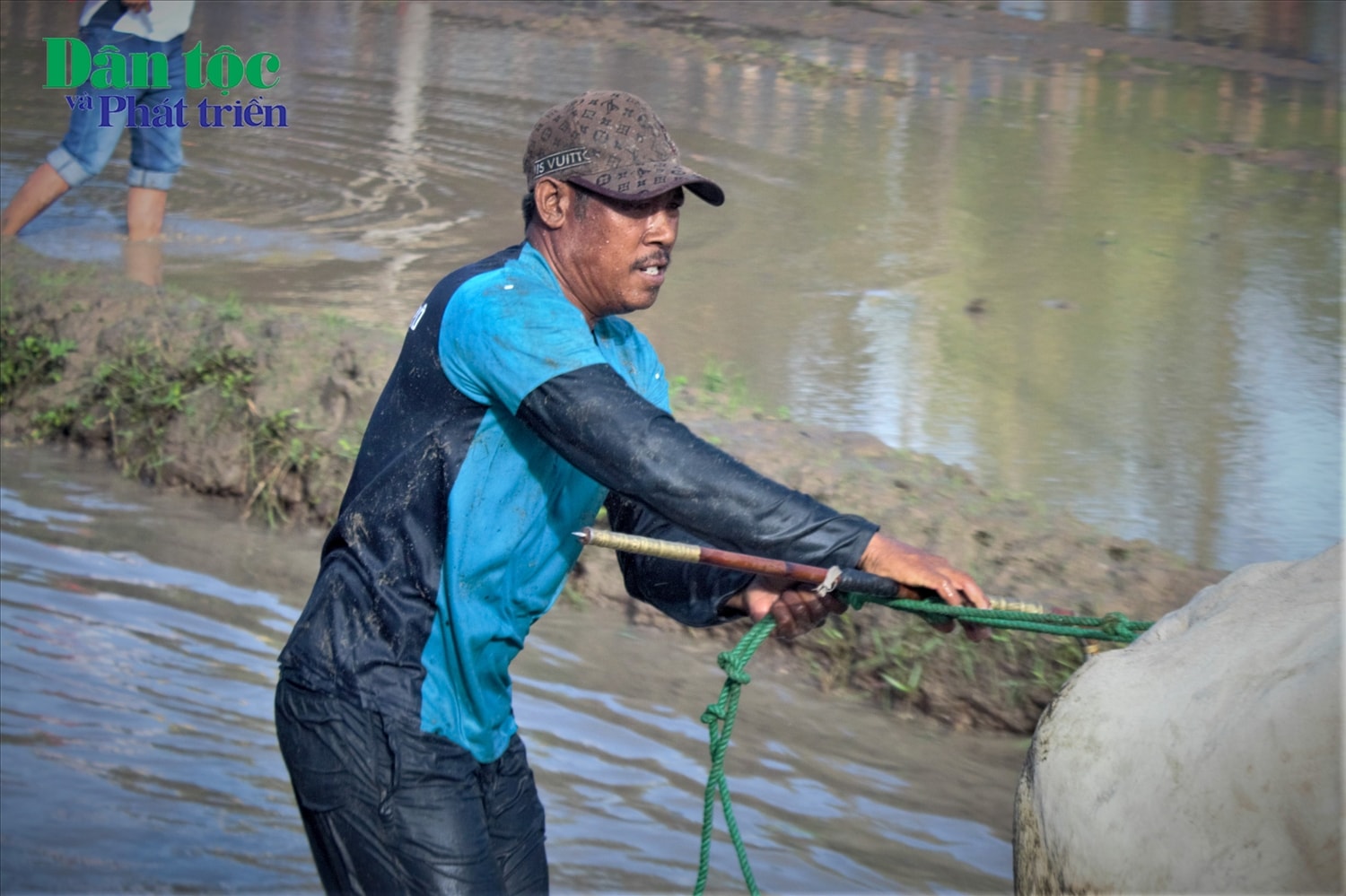 (Ảnh) Kịch tính những màn rượt đuổi trong giải đua bò của đồng bào Khmer tại chùa Rô 4