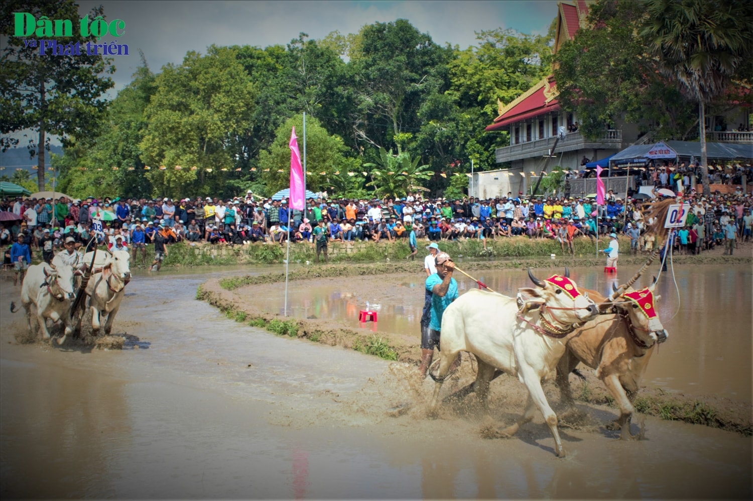 Hội đua bò năm nay thu hút 32 đôi bò trong tỉnh An Giang đến tranh tài, tạo nên không khí vô cùng sôi nổi. Trong mỗi trận đua, 2 đôi bò trải qua 1 vòng hô và 1 vòng thả. (Trong ảnh: Các đôi bò tranh tài quyết liệt)