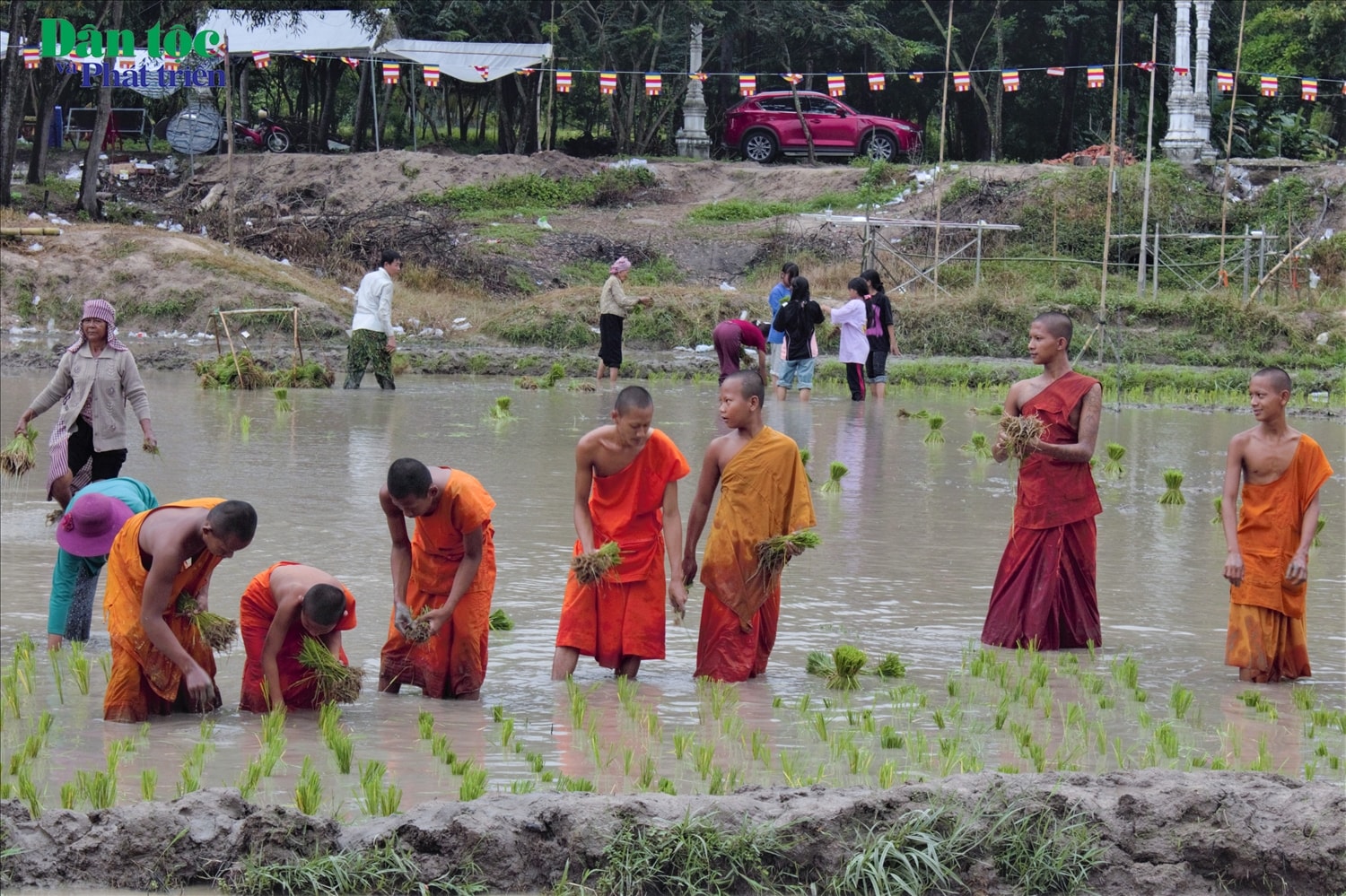Sau khi các đôi bò thi đấu, sư sãi và bà con đồng bào Khmer đã cùng cấy mạ ngay trên mảnh ruộng là đường đua bò.