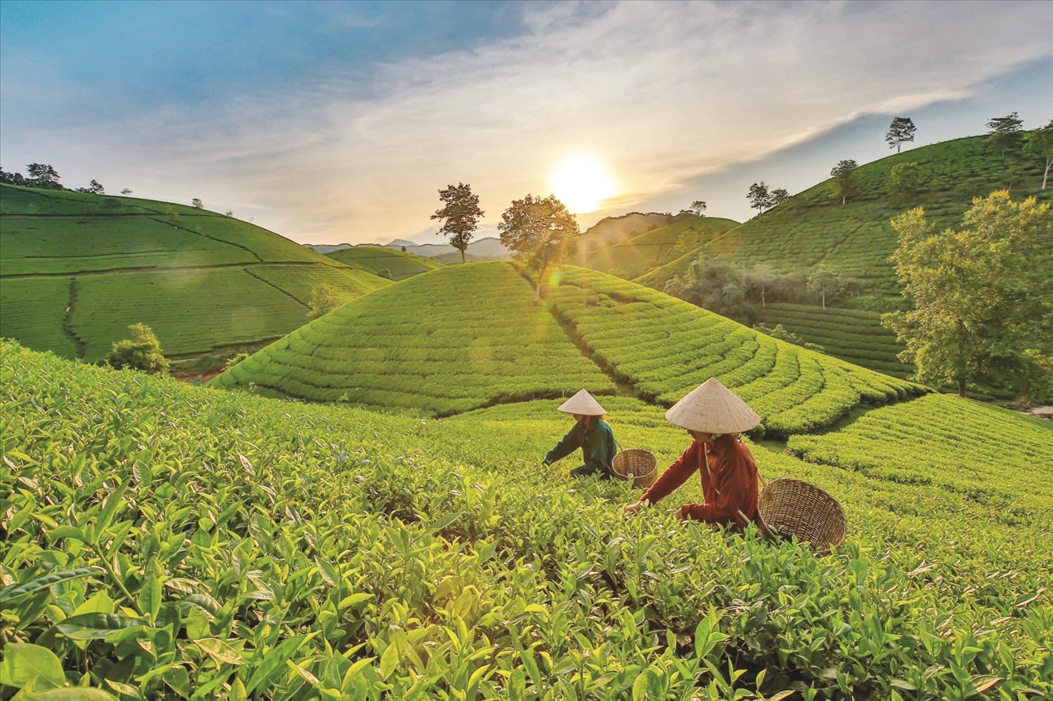 Nhờ có đường lối, chủ trương đúng đắn về công tác dân tộc và ưu tiên nguồn lực thực hiện hiệu quả các chính sách dân tộc, đến nay, vùng đồng bào DTTS và miền núi đã từng bước phát triển toàn diện.  Trong ảnh: Người dân thu hoạch chè tại tỉnh Sơn La. Ảnh: Hoàng Dưỡng