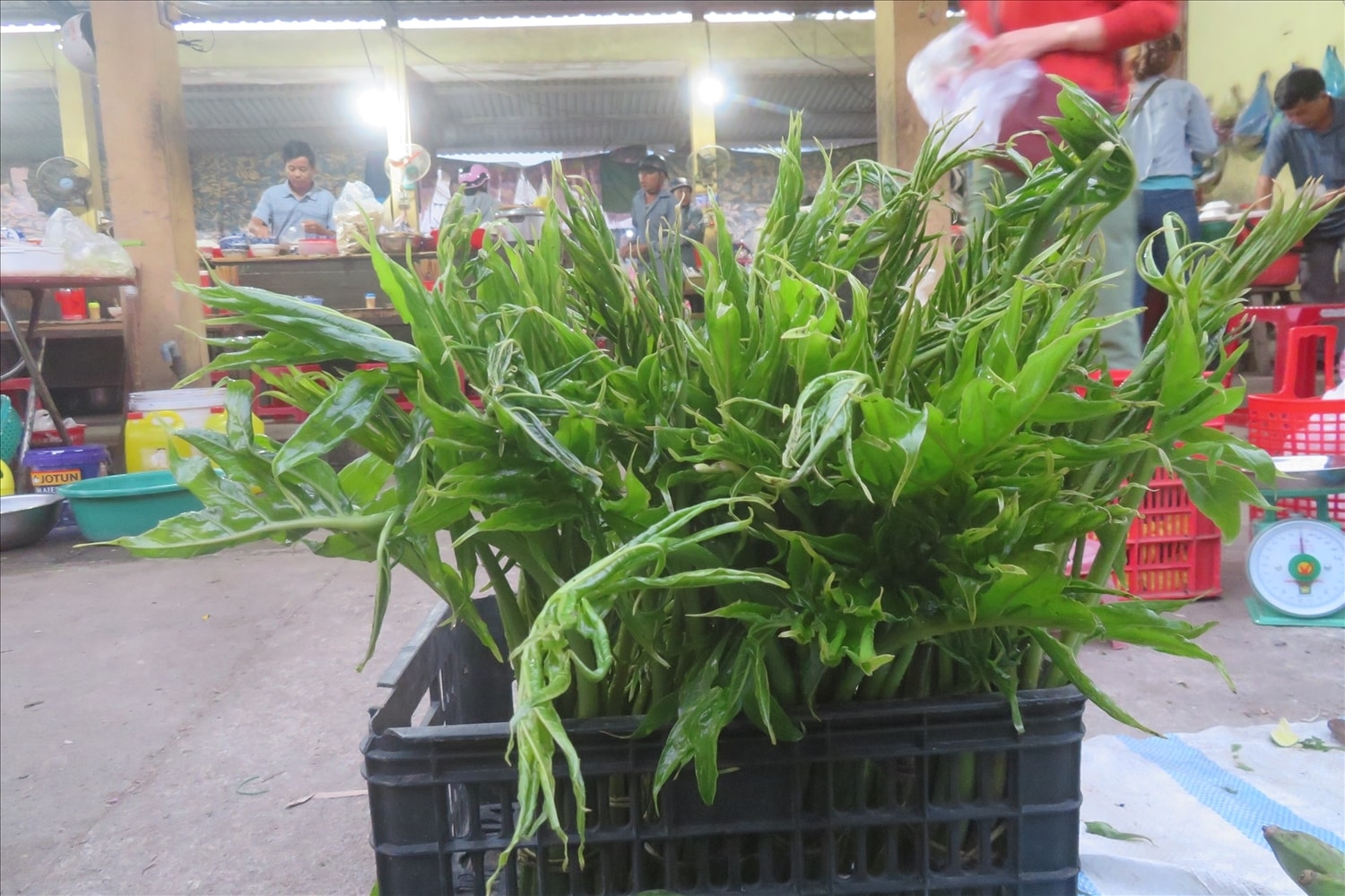 Loại rau chân vịt đặc trưng của núi rừng Trà My được người Mường chế biến thành những món ăn ngon (Ảnh T.N)