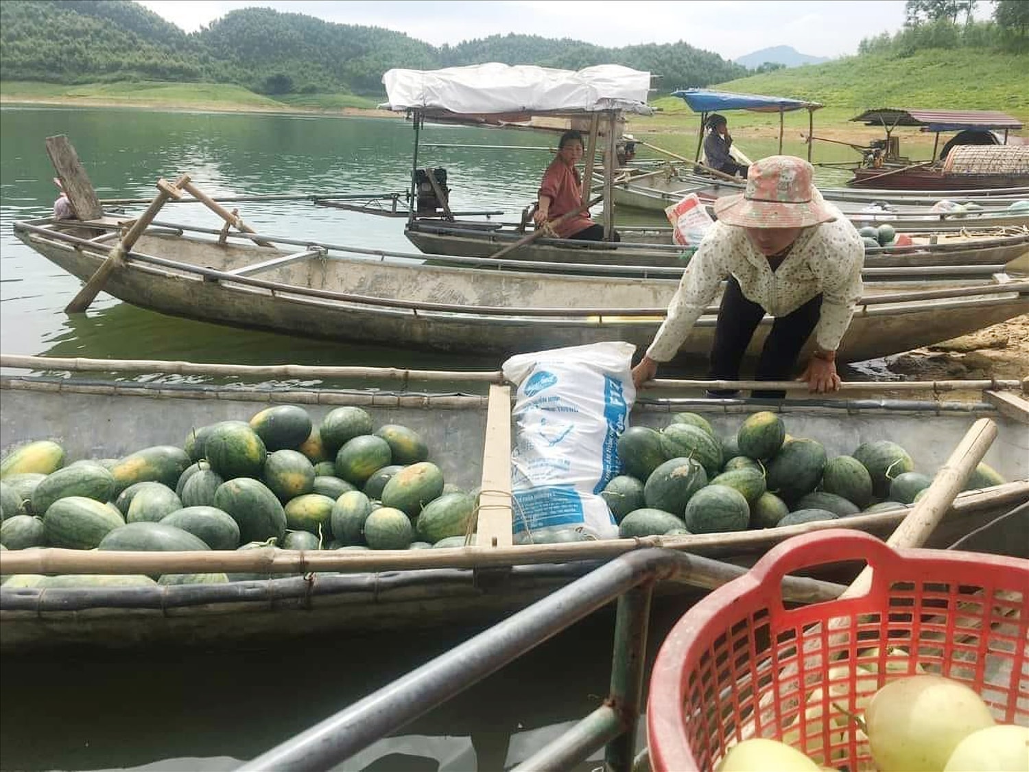 Thu nhập từ trồng dưa trên đảo đã giúp cho cuộc sống của người dân vùng hồ đỡ vất vả hơn.