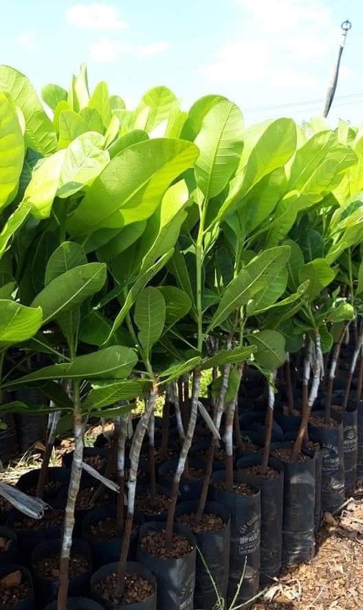 (Tổng hợp) Quy trình ghép và chăm sóc cây điều 1