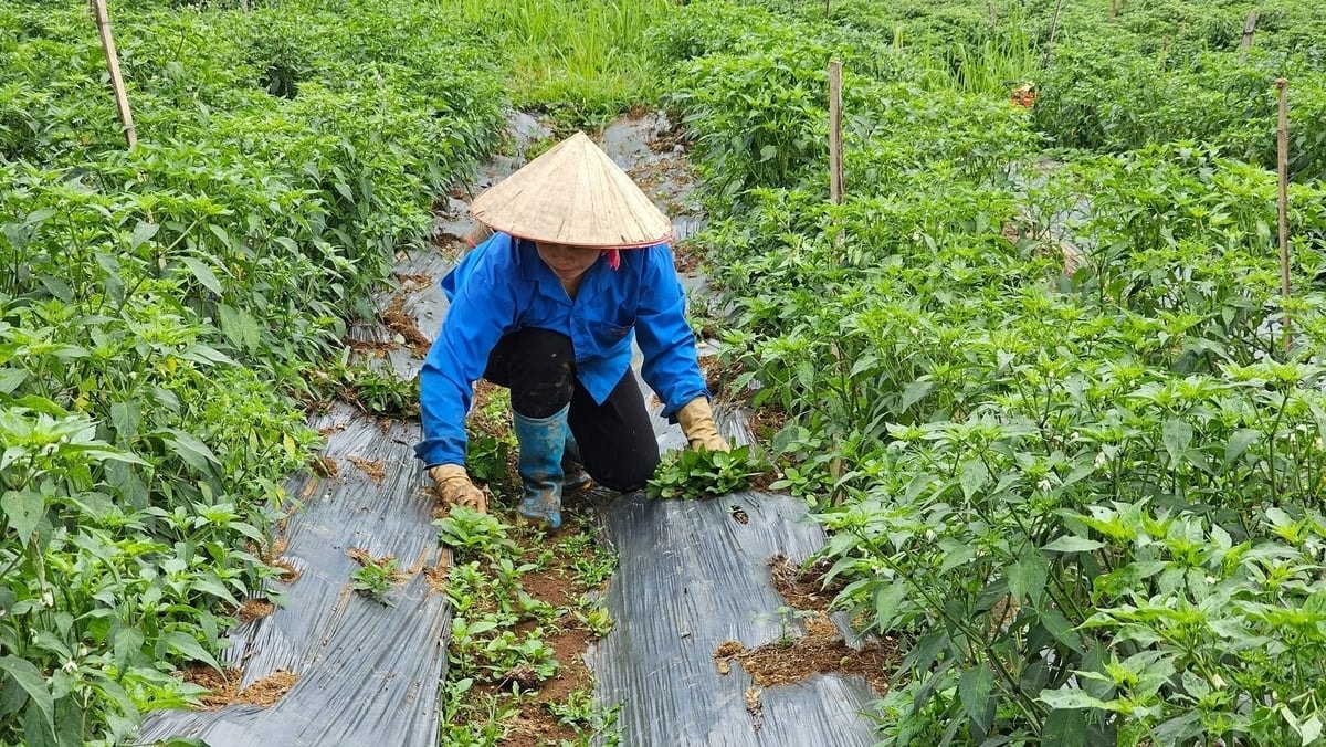 Cây ớt góp phần cải thiện thu nhập cho bà con nông dân Bản Bo (Ảnh: Trọng Bảo)