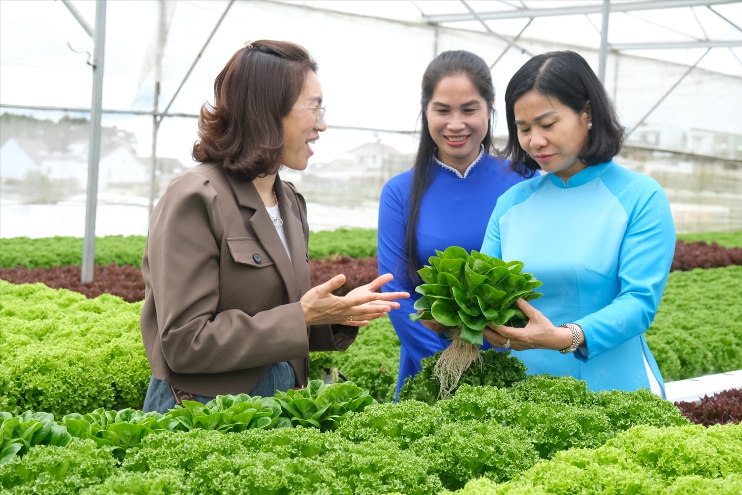Chủ tịch Hội LHPN Việt Nam Nguyễn Thị Tuyến (bìa phải) trực tiếp thăm mô hình trồng rau hữu cơ của HTX Vườn nhà Đà Lạt