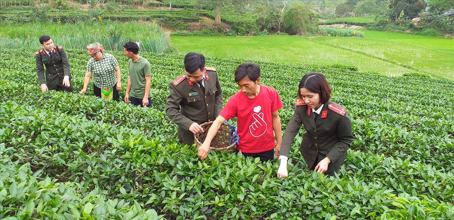 Cán bộ an ninh Công an tỉnh Tuyên Quang tham gia giúp dân hái chè tại xã Hồng Thái, tỉnh Tuyên Quang 