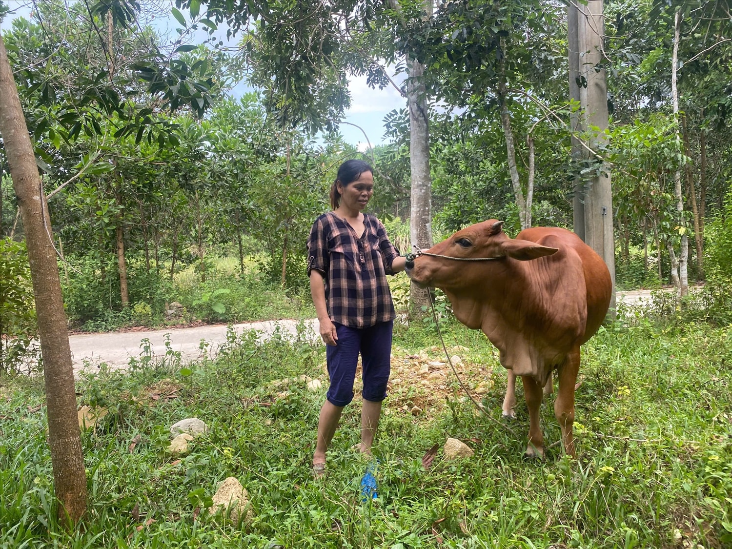 Bà Nguyễn Thị Hạnh được hỗ trợ bò để phát triển sinh kế (Ảnh H.Trường) Bà Nguyễn Thị Hạnh được hỗ trợ bò để phát triển sinh kế (Ảnh H.Trường)