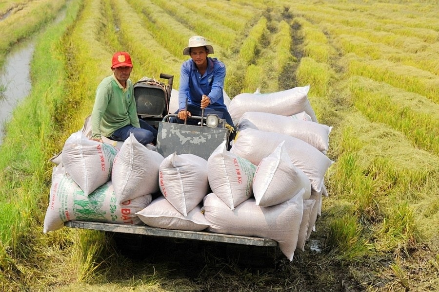 Với các giải pháp chỉ đạo, điều hành chủ động, kịp thời của Chính phủ, Thủ tướng Chính phủ và các Bộ, ngành, địa phương, tình hình sản xuất, xuất khẩu gạo của Việt Nam trong những tháng đầu năm 2025 đã đạt nhiều kết quả tích cực (Ảnh TL)
