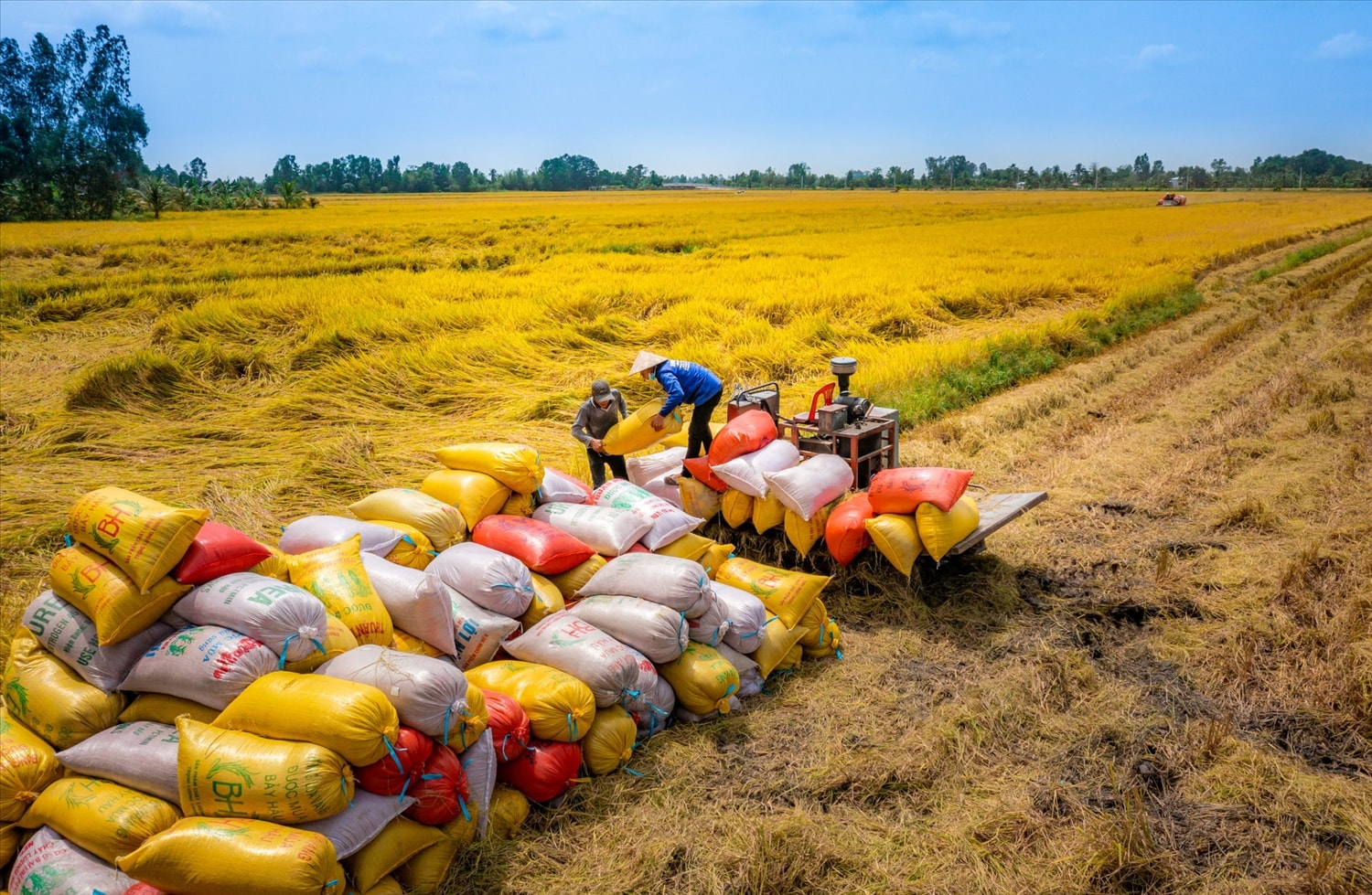 Thủ tướng Chính phủ yêu cầu các Bộ, ngành, địa phương chủ động tháo gỡ khó khăn, vướng mắc về xuất khẩu gạo (Ảnh minh họa)