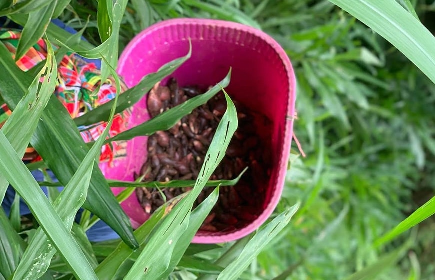 Vào mùa Hè, khi những mầm chí cống vươn lên từ nền đất ẩm mát, người Mông lại rủ nhau đi hái, đem về chế biến thành đủ món. (Ảnh: Ná Nả)