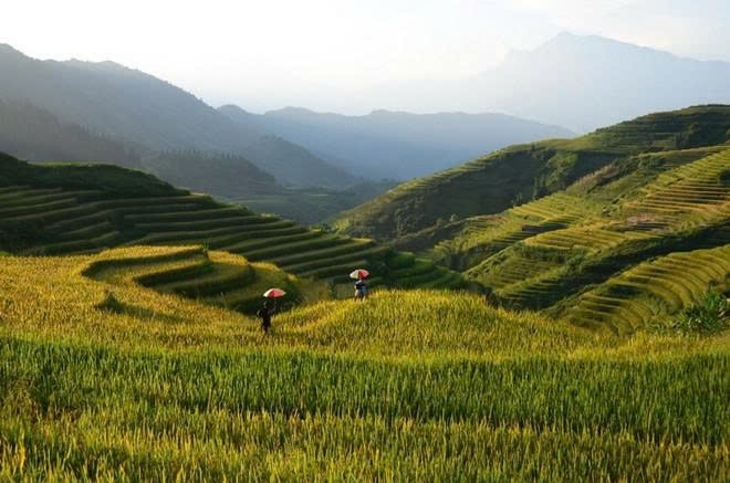 Những thửa ruộng bậc thang tuyệt đẹp chuyển từ xanh sang vàng ở Sa Pa. (Ảnh: Quốc Khánh/TTXVN)