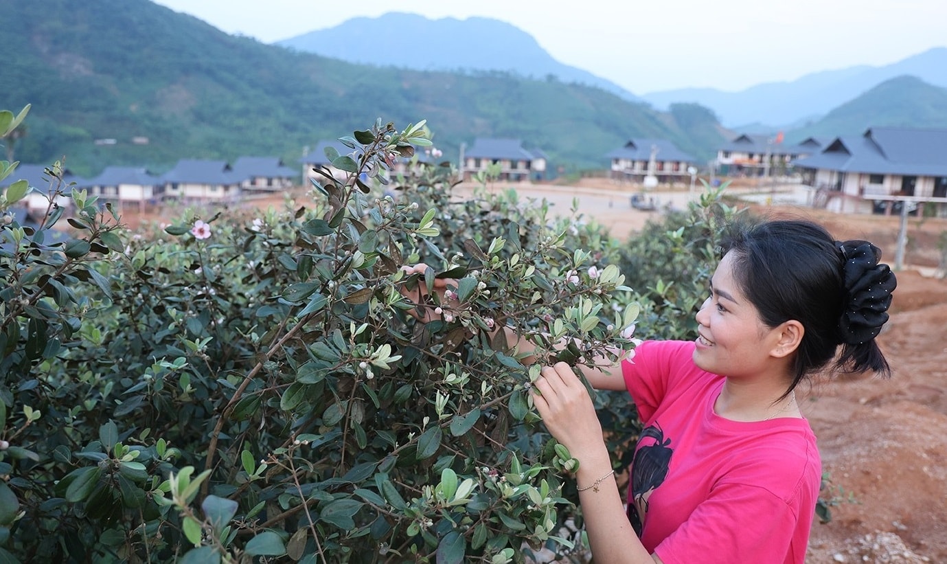 Hoa đã nở trên vùng đất lũ (ảnh Trọng Bảo)