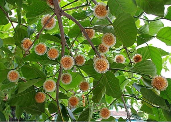 Cây gáo nước thường được sử dụng để làm vị thuốc chữa bệnh do chứa các thành phần có dược tính tốt.