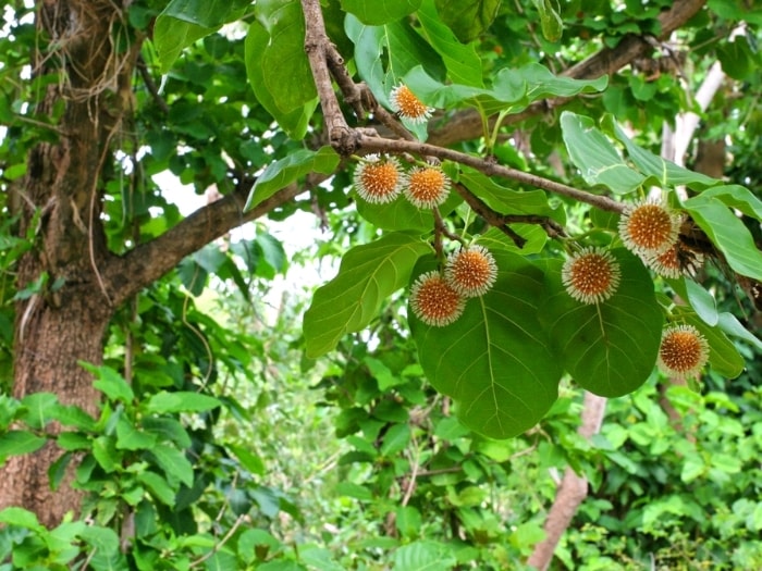 (Tổng hợp) Cây gáo nước chữa bệnh gì? 3