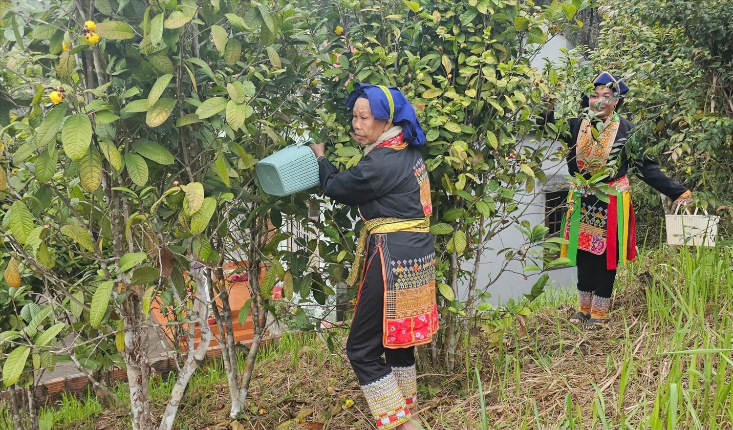 Trà hoa vàng là một trong những sản phẩm OCOP được biết nhiều khi nhắc về Quảng Ninh (Ảnh: Mỹ Dung)