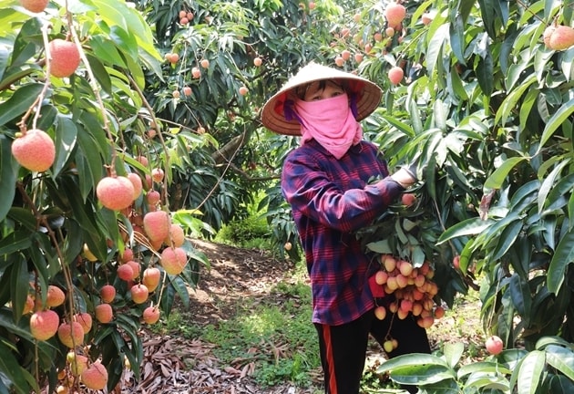 Tổng doanh thu từ quả vải thiều và các hoạt động dịch vụ liên quan ước đạt hơn 6.200 tỷ đồng