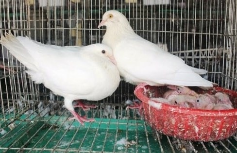 (Tổng hợp) Nuôi chim bồ câu Pháp đơn giản, hiệu quả kinh tế cao 1