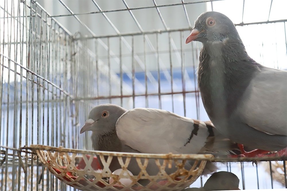 (Tổng hợp) Nuôi chim bồ câu Pháp đơn giản, hiệu quả kinh tế cao 2