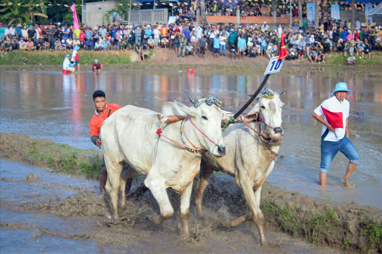 Hội đua bò Bảy Núi là một trong những ngày lễ lớn trong năm của đồng bào Khmer. (Ảnh: Tào Đạt)