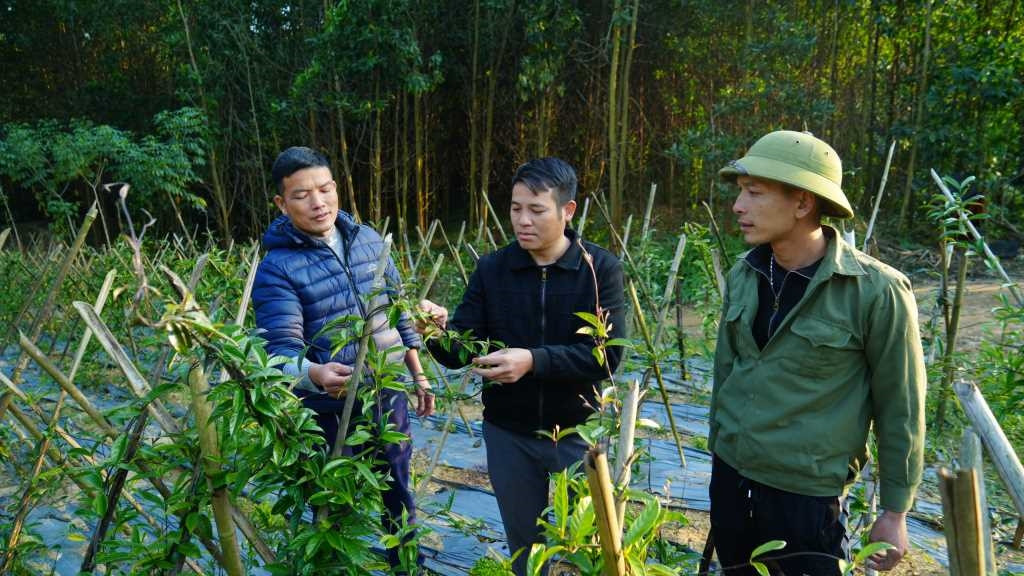 Nguồn vốn ưu đãi từ Ngân hàng CSXH đã giúp người dân phát triển cây dược liệu