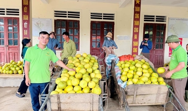 Bưởi Phúc Trạch vào vụ thu hoạch: Đặc sản Hà Tĩnh khẳng định giá trị trên thị trường