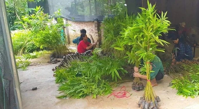 Ươm vầu tái sinh những cánh rừng ở xứ Thanh .(ảnh PV)