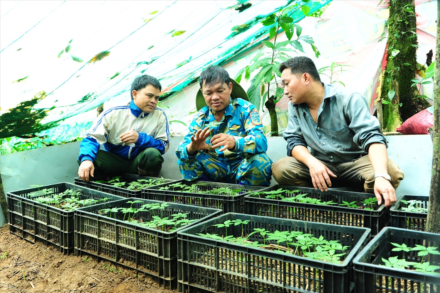 Không chỉ cho gia đình, anh A Phết còn nhân giống chuẩn sâm Ngọc Linh cho những hộ dân khác phát triển kinh tế bền vững.