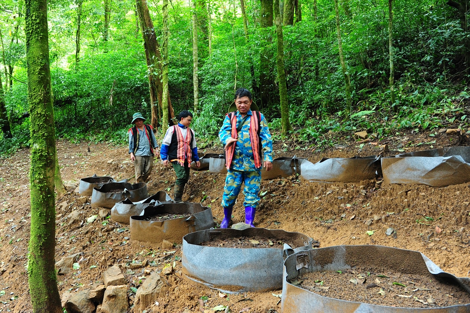 Anh A Phết, dân tộc Xơ Đăng, người đảng viên mẫu mực cùng nhau đoàn kết bảo tồn giống sâm quý trên đỉnh Ngọc Linh.