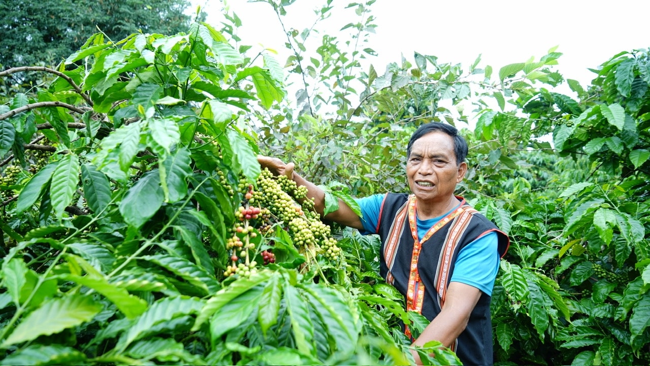 Ông Rơ Châm Ker đưa cây cà phê về với vùng đất khó, tạo sinh kế giúp dân làng Doch 1 và Doch 2 thoát nghèo
