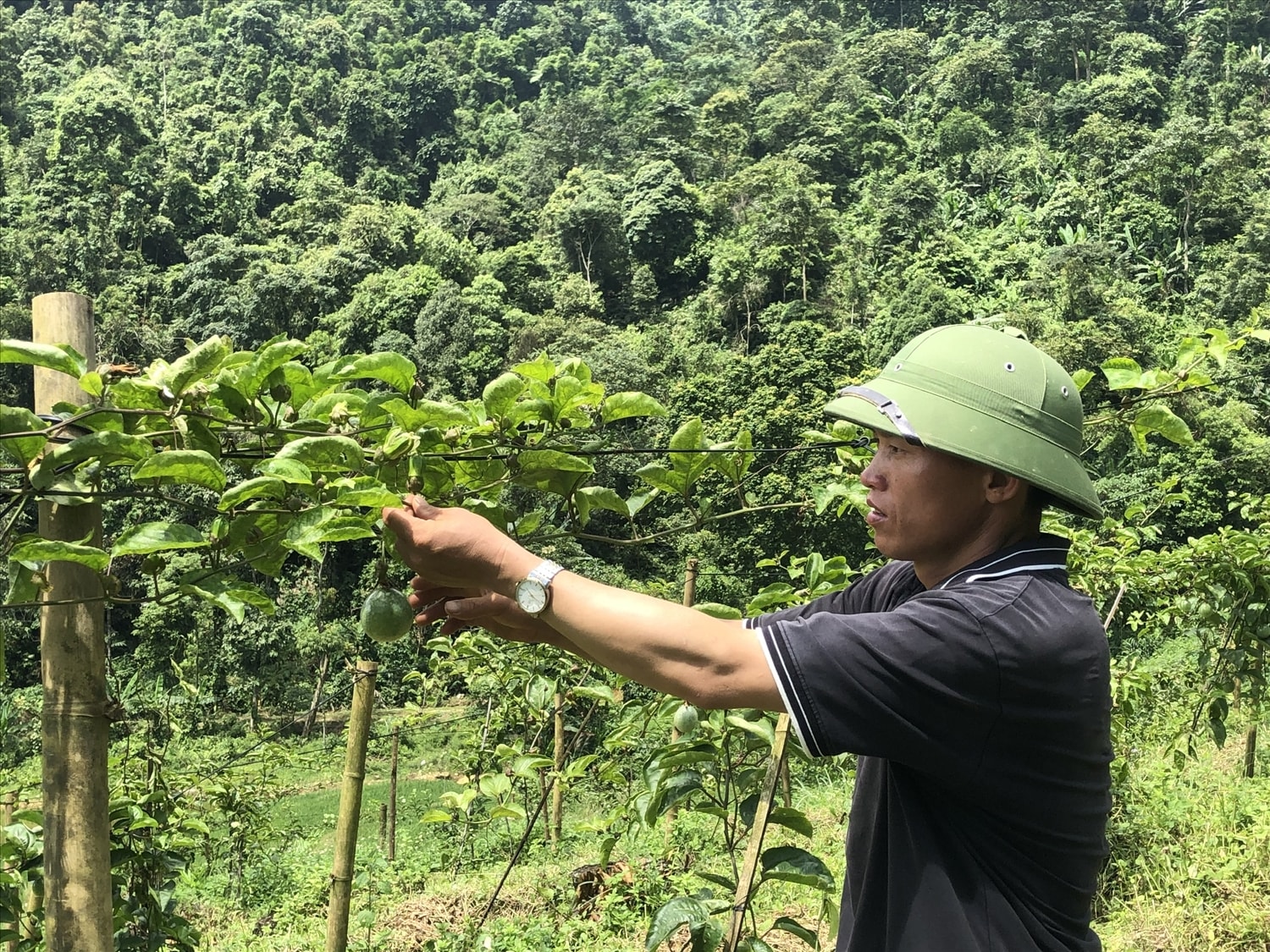 Hỗ trợ sinh kế từ nguồn lực Chương trình MTQG 1719 góp phần giảm nghèo vùng đồng bào DTTS (ảnh Trọng Bảo)